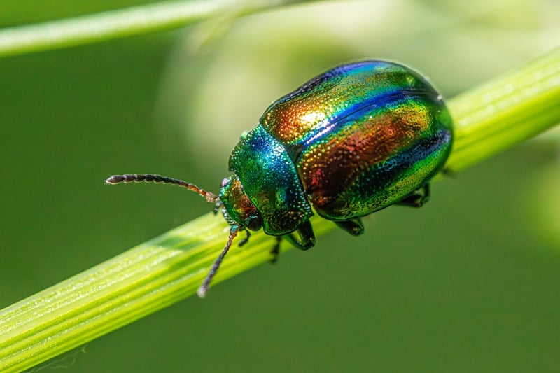 Identifying Pests